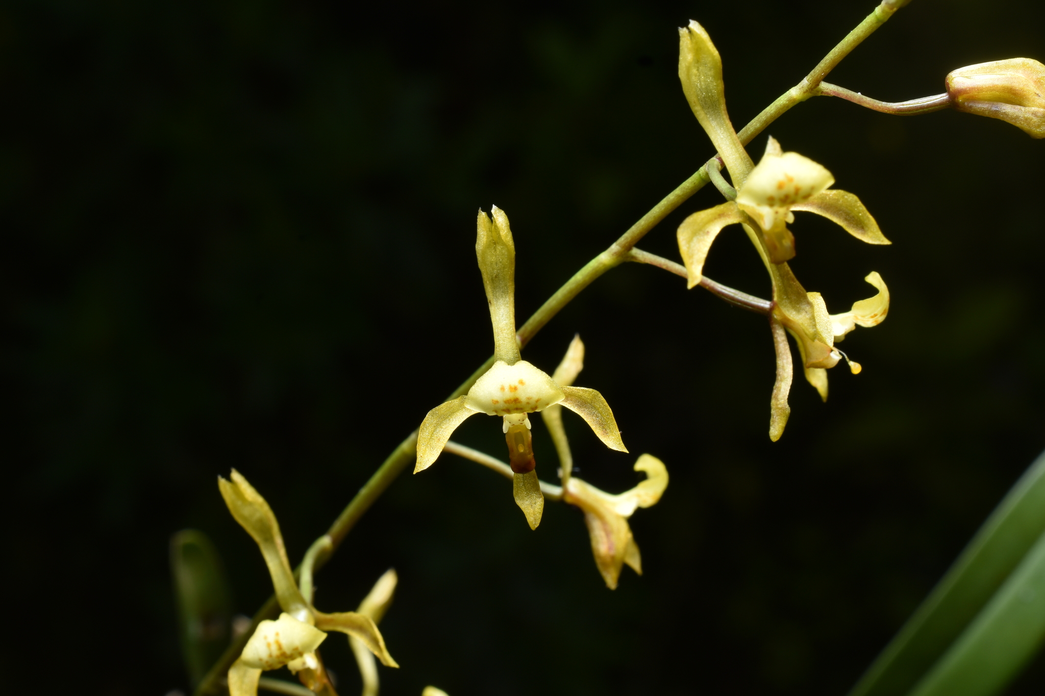 Cyrtochilum caespitosum (Rolfe) Dalström 3