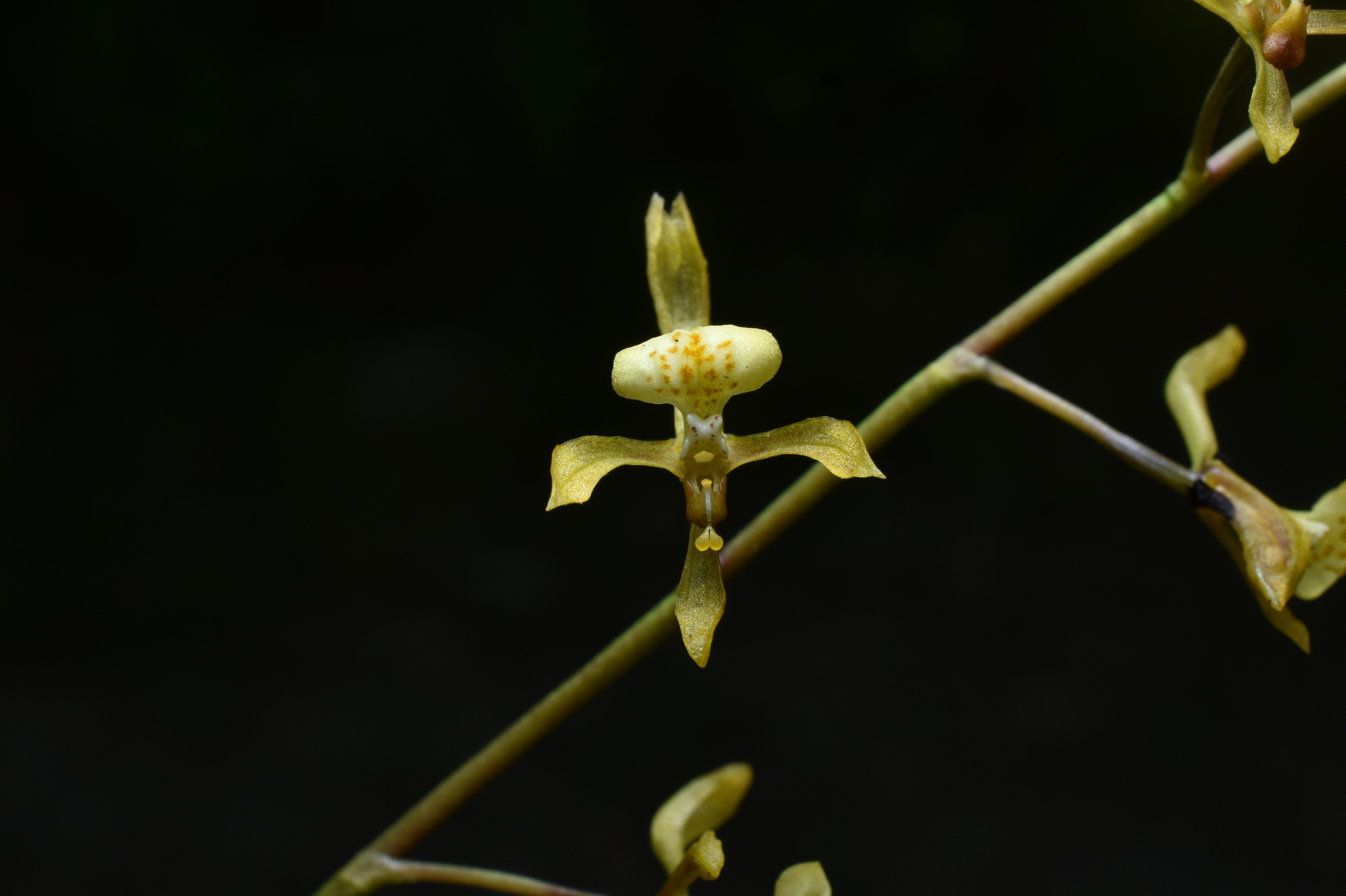 Cyrtochilum caespitosum (Rolfe) Dalström 4