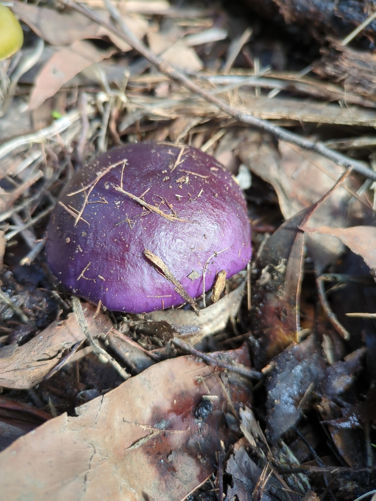 Cortinarius archeri · July 2025 · photo: © bbdown (iNaturalist, cc0)