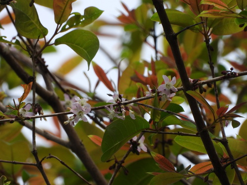 Cratoxylum formosum observed 2025-07-12