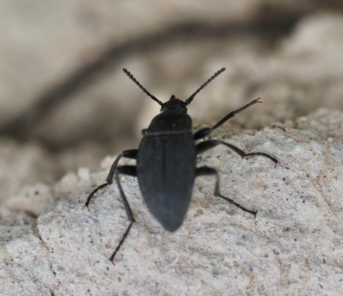 Plains False Wireworm Beetle photo 3