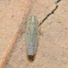 Graminella nigrifrons