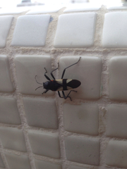 Fibrenus gibbicollis