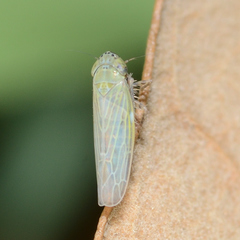 Graminella nigrifrons