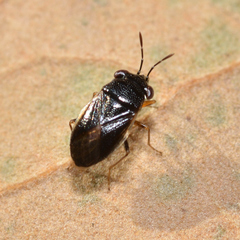 Geocoris uliginosus