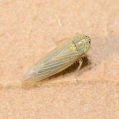 Graminella nigrifrons