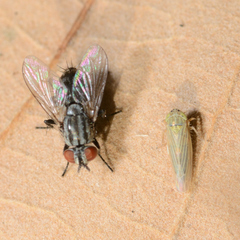 Graminella nigrifrons