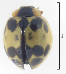 Harmonia antipoda
