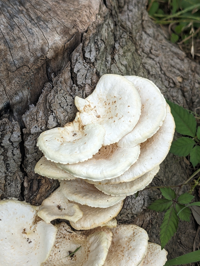 Lentinus squarrosulus · July 2025 · photo: © munenori_yamakawa (iNaturalist, cc-by)