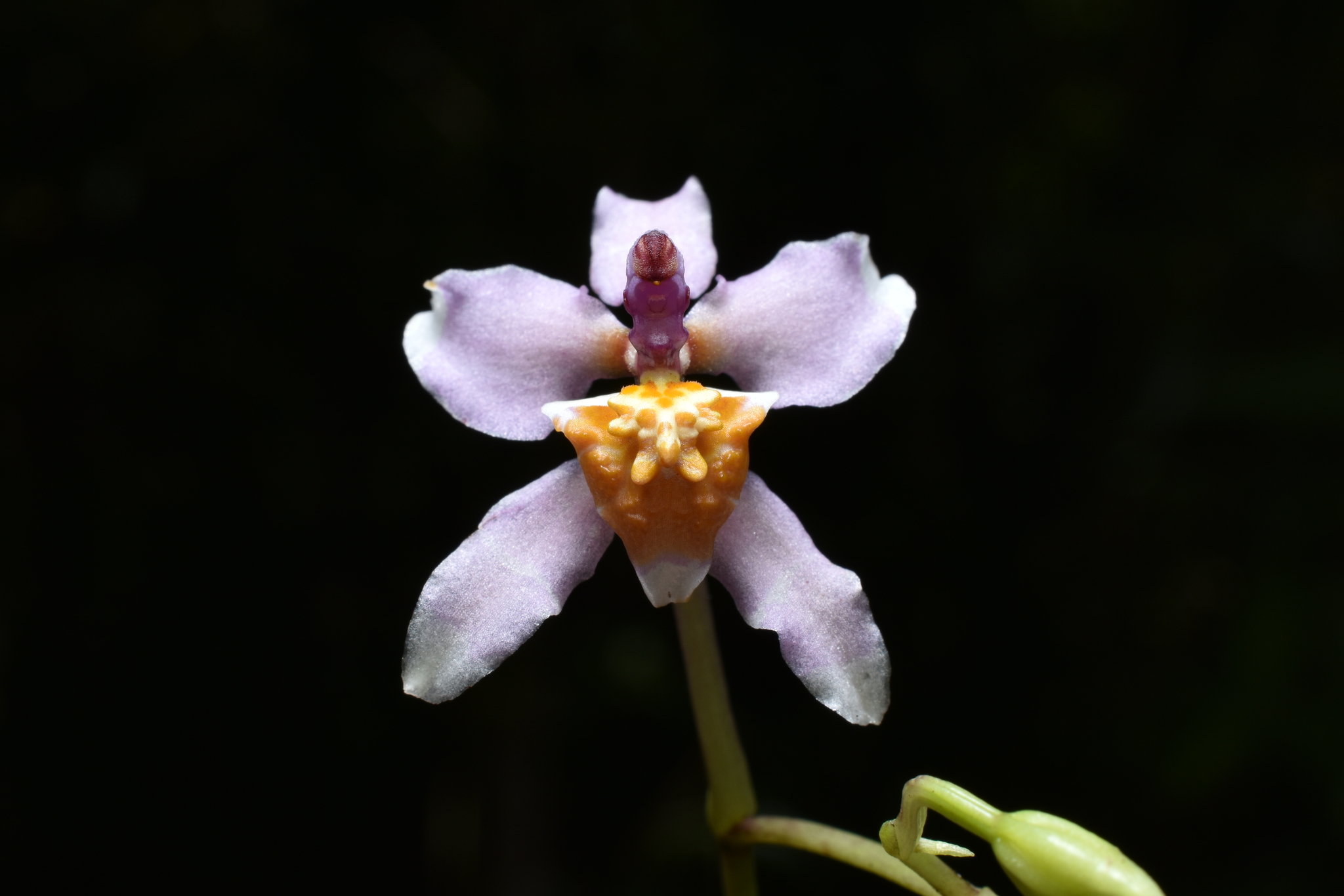Cyrtochilum russellianum Dalström & Ruíz Pérez
