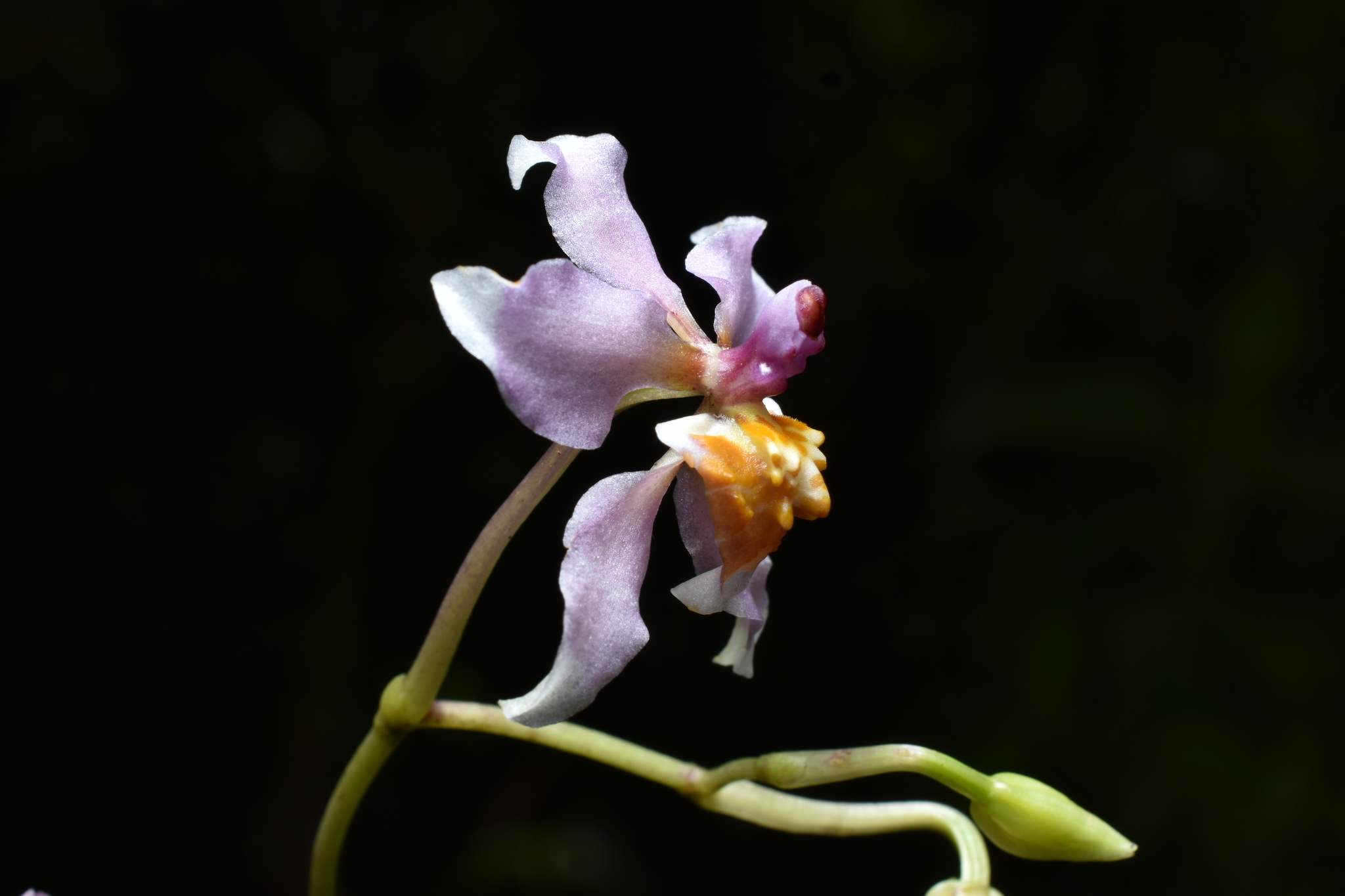 Cyrtochilum russellianum Dalström & Ruíz Pérez 3