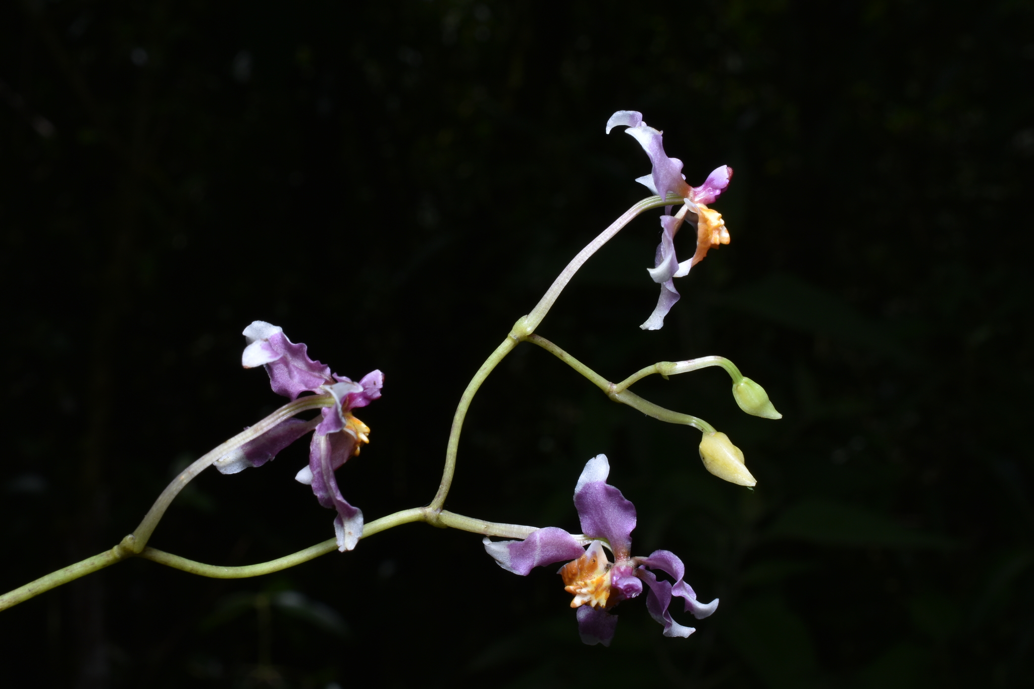 Cyrtochilum russellianum Dalström & Ruíz Pérez 4