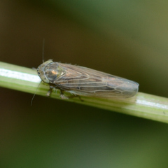 Graminella nigrifrons