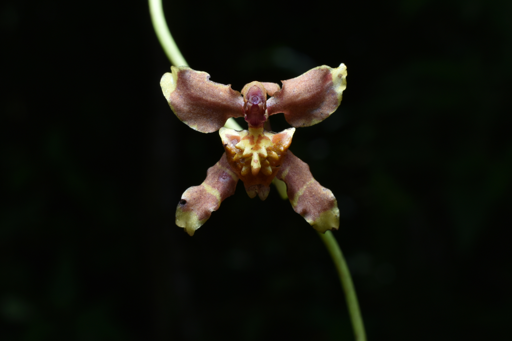 Cyrtochilum russellianum Dalström & Ruíz Pérez 2