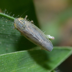 Graminella nigrifrons