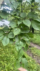 Prunus sargentii