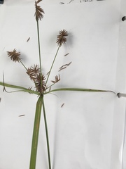 Cyperus lancastriensis