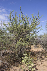 Acacia hebeclada image