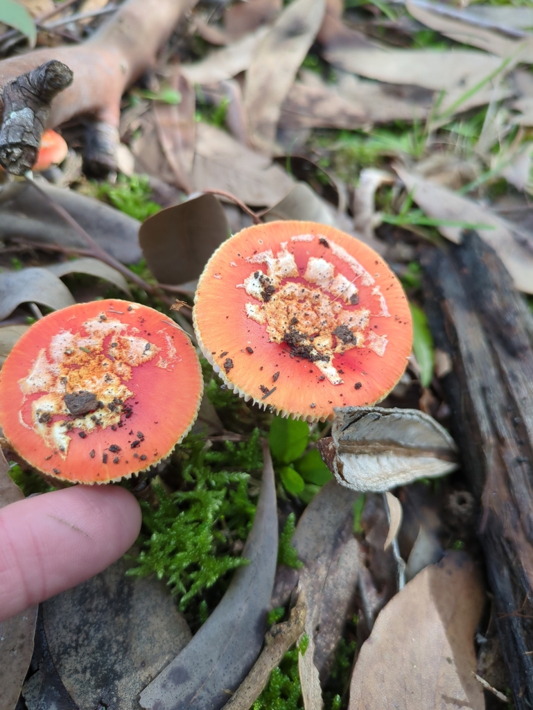 Amanita xanthocephala · July 2025 · photo: © bbdown (iNaturalist, cc0)