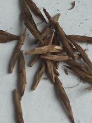 Cyperus lancastriensis