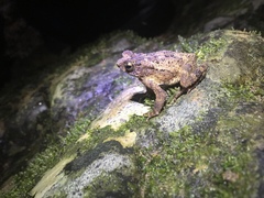 Ingerophrynus divergens