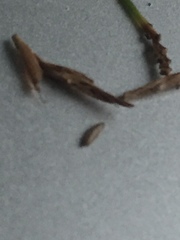 Cyperus lancastriensis