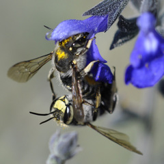 Anthidium maculosum