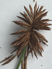 Cyperus lancastriensis