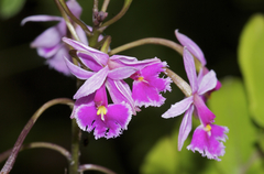 Epidendrum calanthum