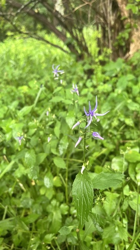 Asyneuma japonicum, photograph 4