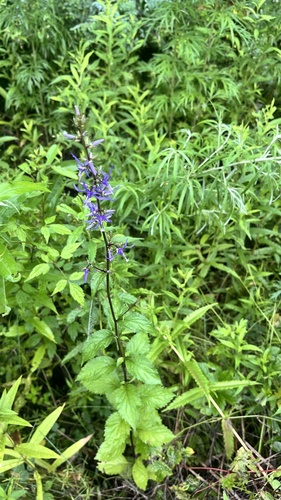 Asyneuma japonicum, photograph 3