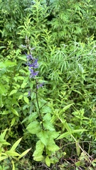 author not stated, no rights reserved Asyneuma japonicum, photograph author not stated, no rights reserved