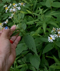 Eurybia furcata