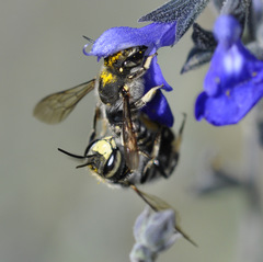 Anthidium maculosum