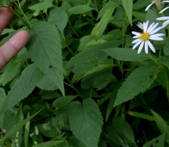 Eurybia furcata