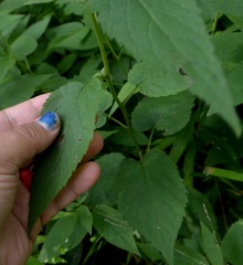 Eurybia furcata