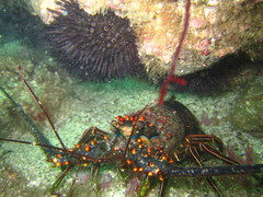 Panulirus inflatus