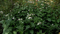 Eurybia furcata