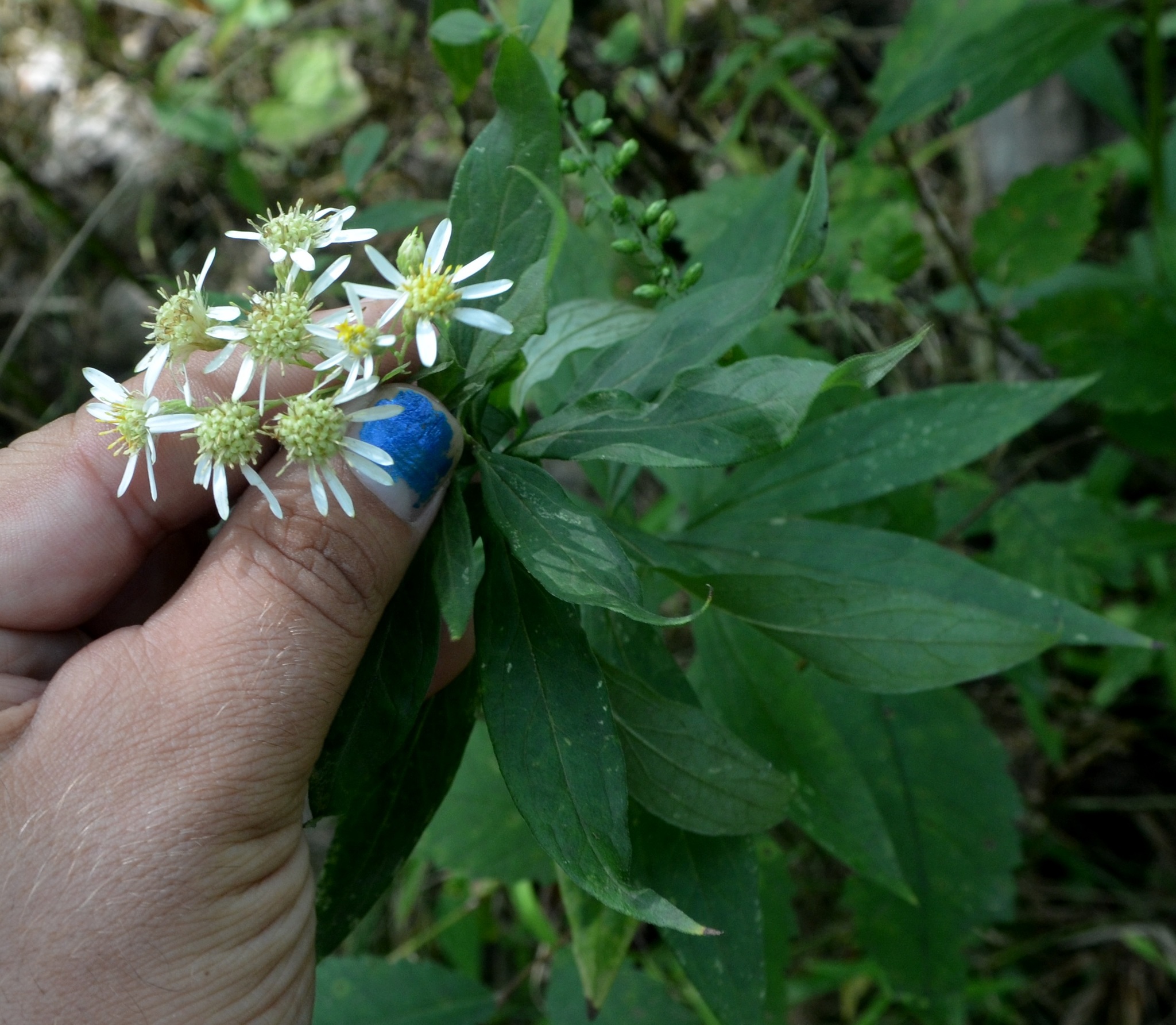 Doellingeria umbellata var. pubens
