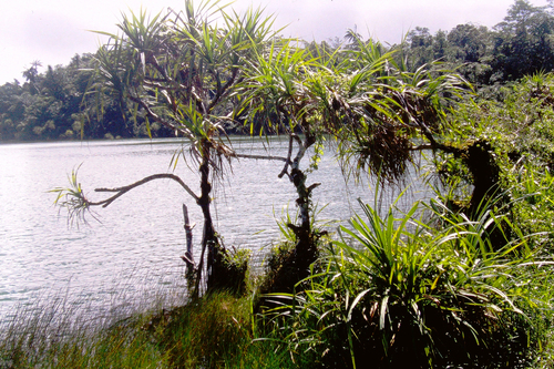 Pandanus turritus observed 2001-06-03