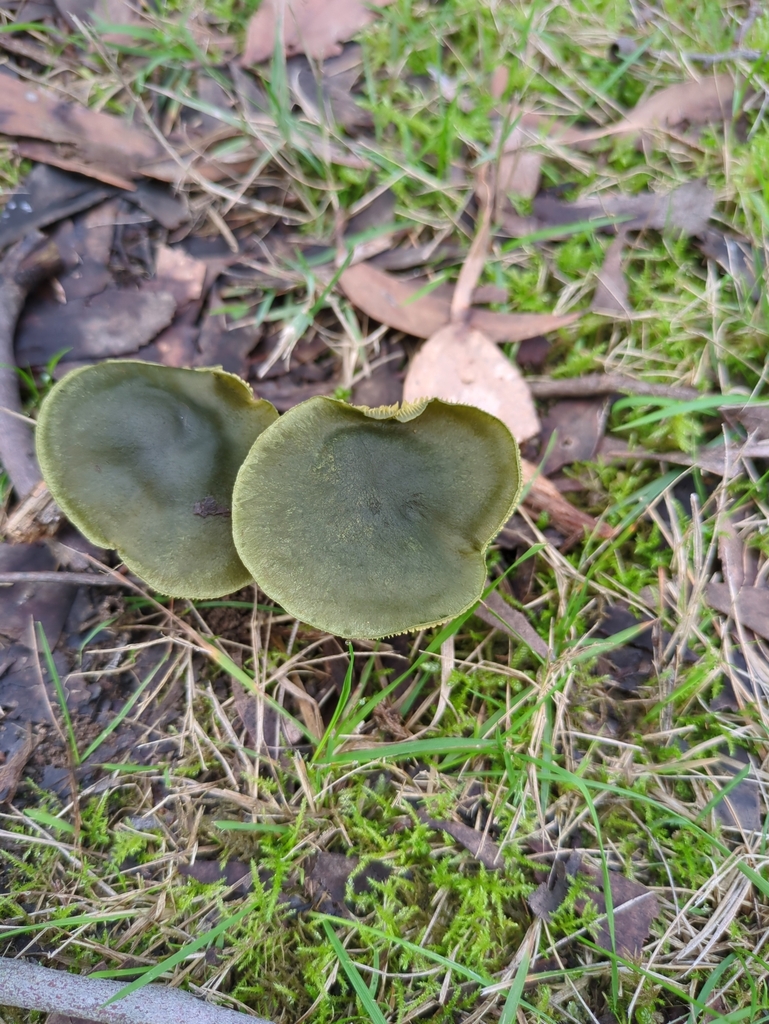 Cortinarius austrovenetus · July 2025 · photo: © bbdown (iNaturalist, cc0)
