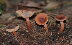 Lactarius oculatus