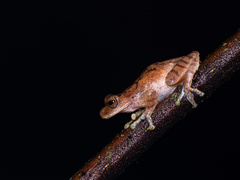 Variegated Treefrog photo 4