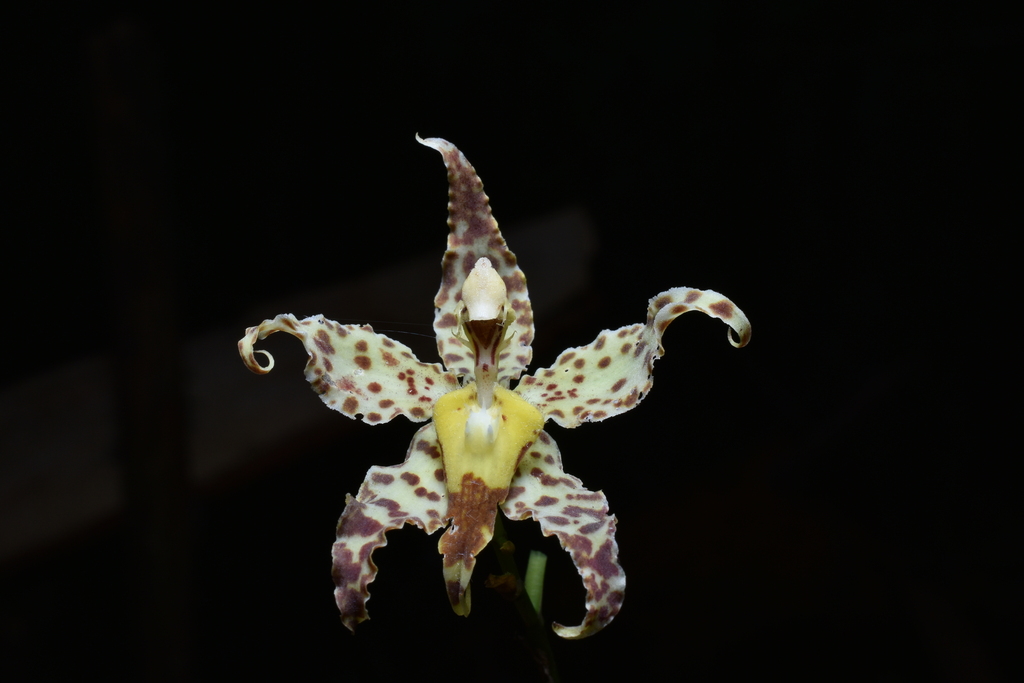 Oncidium praestanoides; photograph (c) Jhon A. Yuca-Palomino, some rights reserved (CC BY)