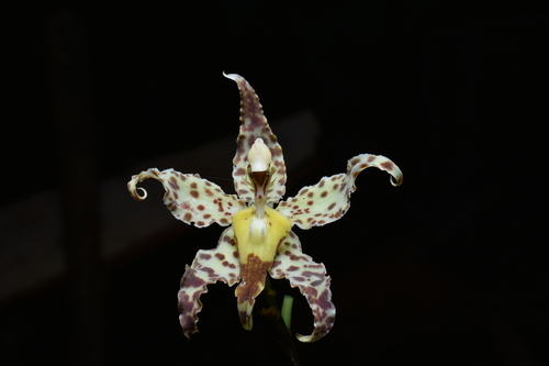 Oncidium praestanoides