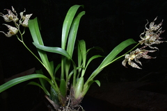 (c) Jhon A. Yuca-Palomino, some rights reserved (CC BY) Oncidium praestanoides, photograph (c) Jhon A. Yuca-Palomino, some rights reserved (CC BY)