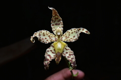 (c) Jhon A. Yuca-Palomino, some rights reserved (CC BY) Oncidium praestanoides, photograph (c) Jhon A. Yuca-Palomino, some rights reserved (CC BY)