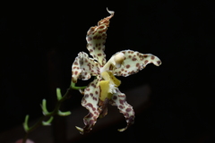 (c) Jhon A. Yuca-Palomino, some rights reserved (CC BY) Oncidium praestanoides, photograph (c) Jhon A. Yuca-Palomino, some rights reserved (CC BY)