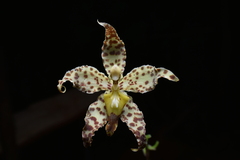 (c) Jhon A. Yuca-Palomino, some rights reserved (CC BY) Oncidium praestanoides, photograph (c) Jhon A. Yuca-Palomino, some rights reserved (CC BY)