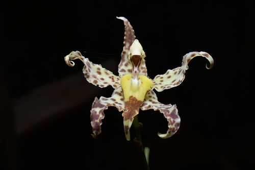 Oncidium praestanoides, photograph 6